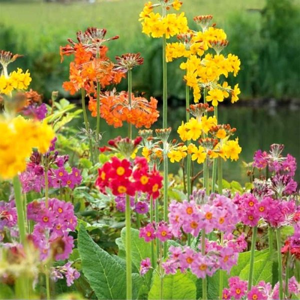 Zoom billede af Candelabra Primula