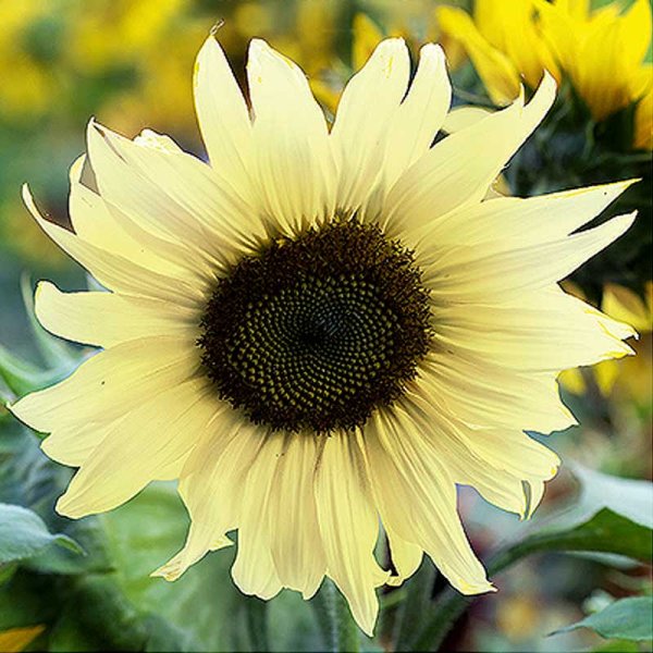 Zoom billede af Solsikke 'Moonshine'