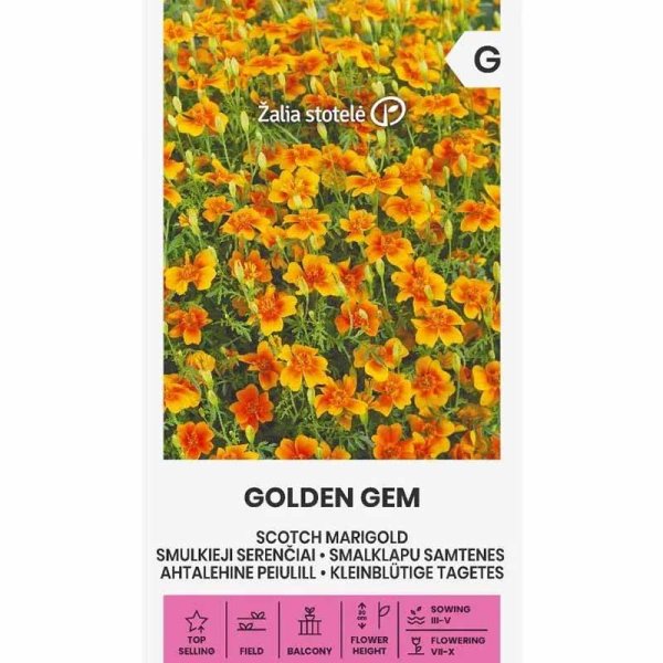 Zoom billede af Tagetes 'Golden Gem'