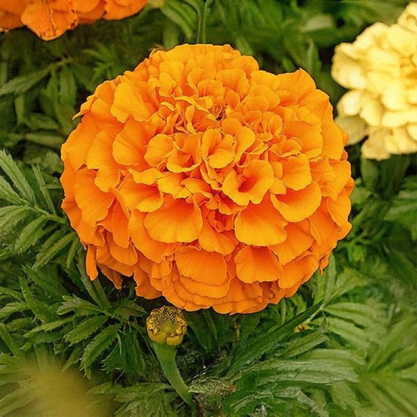 Zoom billede af Store fløjlsblomster 'Calando orange'