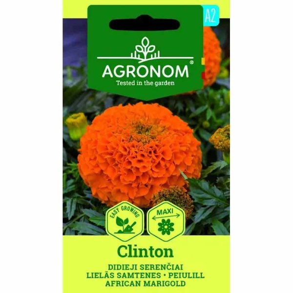 Zoom billede af Marigold 'Clinton'