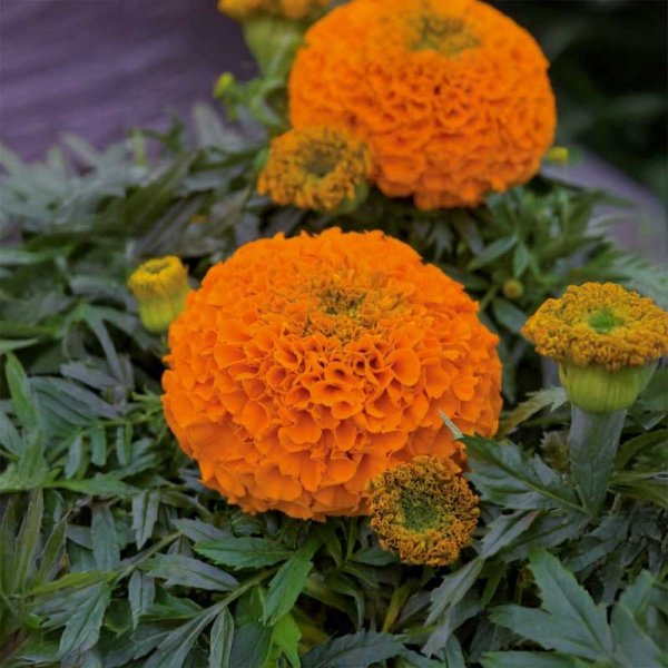 Zoom billede af Marigold 'Clinton'