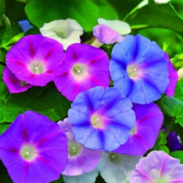 Zoom billede af Morning Glory