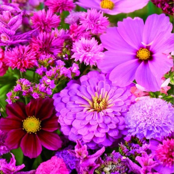 Zoom billede af Flower Blend 'Pink-Red'