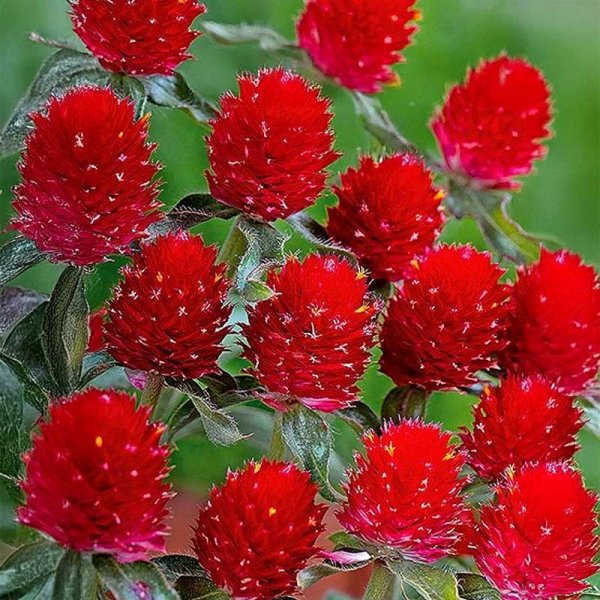 Zoom bilde av Rød amarant 'Strawberry Fields'