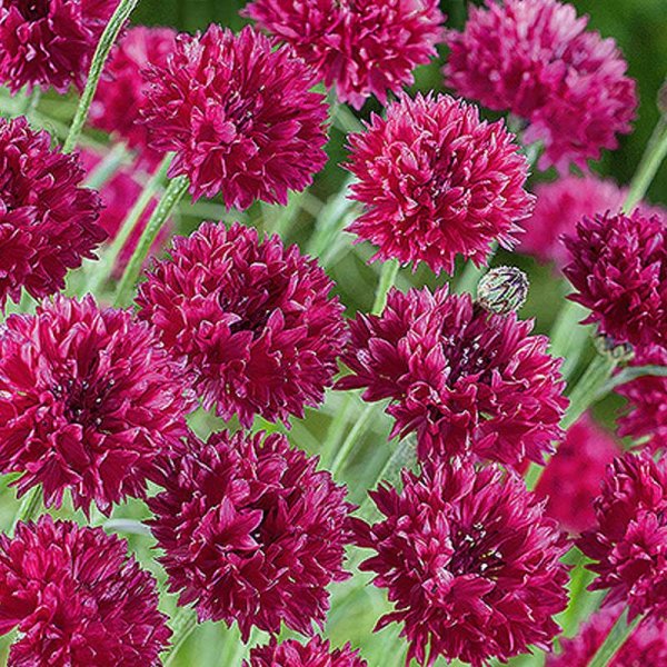 Zoom billede af Kornblomst 'Red ball'