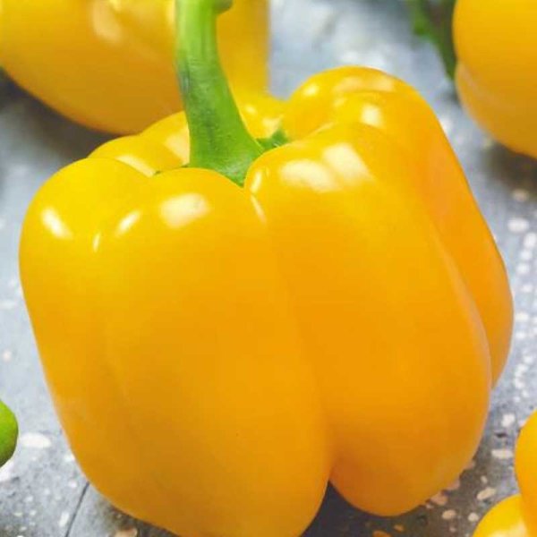 Zoom billede af Bell Pepper 'Quadrato d'asti giallo'