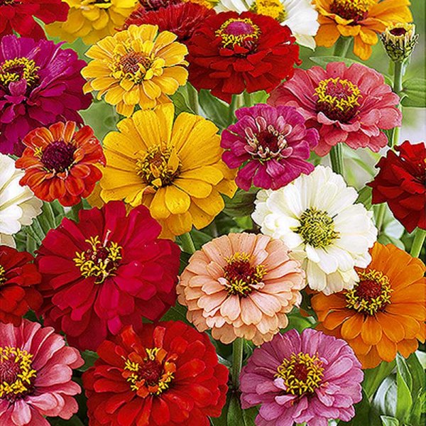 Zoom billede af Zinnia