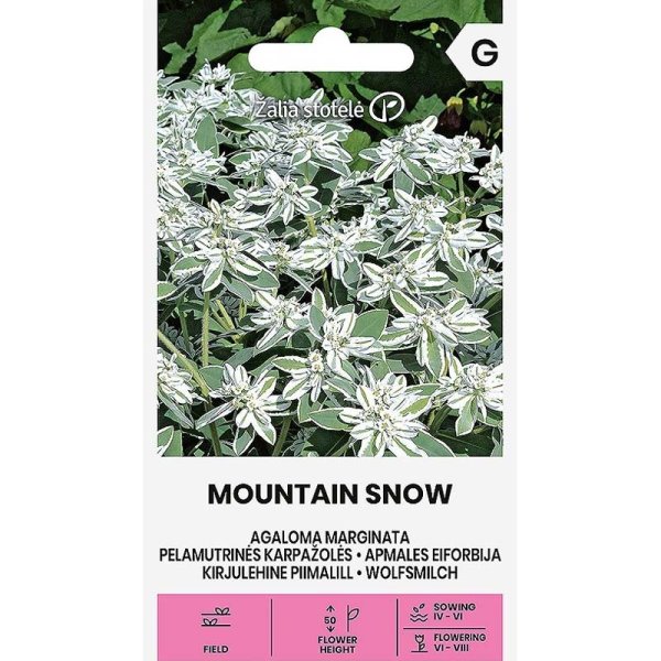 Zoom billede af Broget Vortemælk 'Mountain snow'