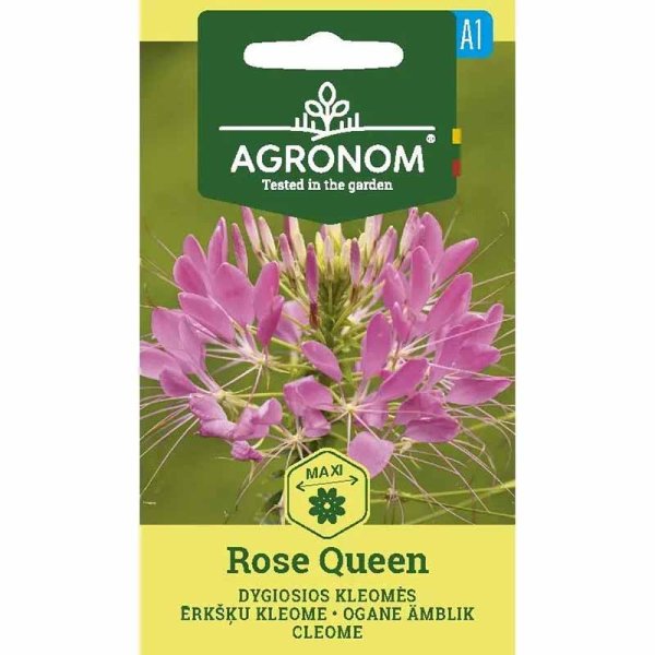 Zoom billede af Paradisblomst 'Rose queen'