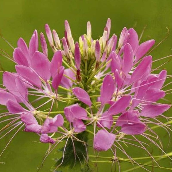 Zoom billede af Paradisblomst 'Rose queen'
