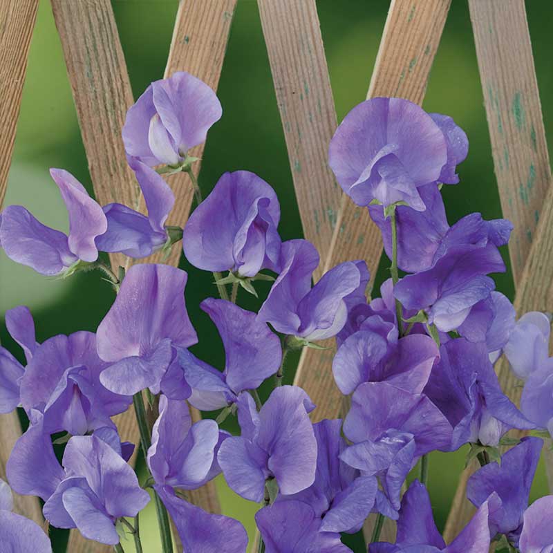 Ærteblomst 'Royal Blue'