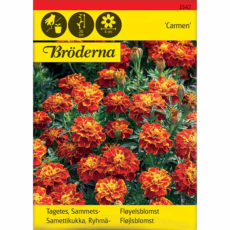 Fløjlsblomst 'Carmen'