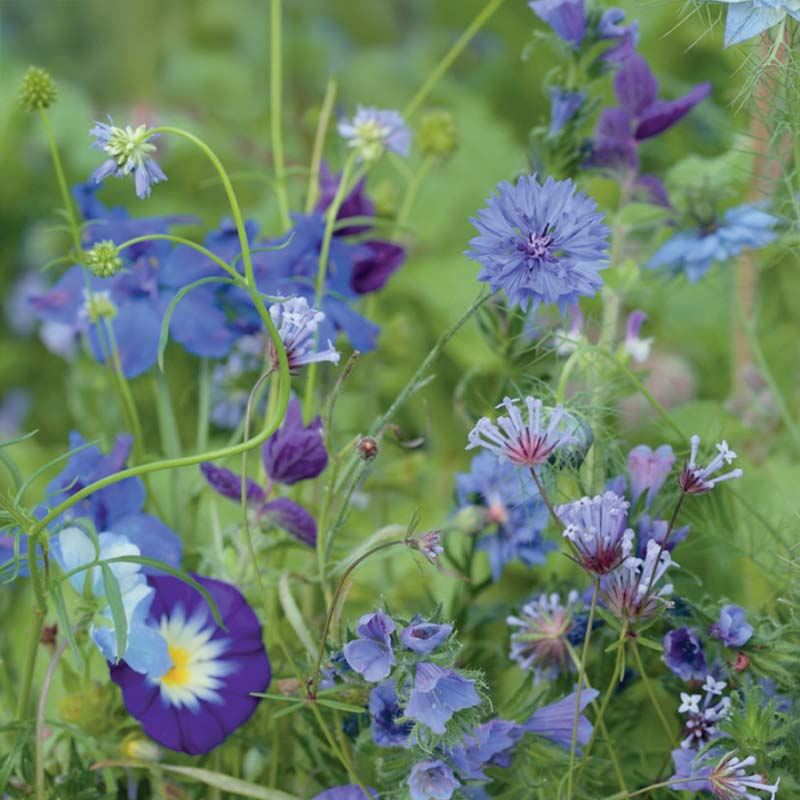 Sommerblomstblanding 'Blue Shades'