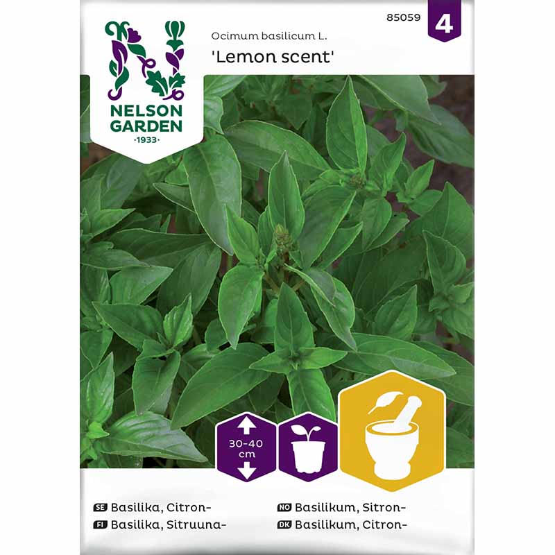 Citronbasilikum 'Lemon scent'