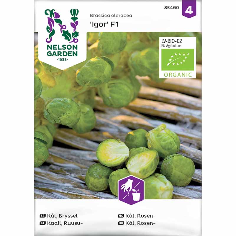 Rosenkål 'Igor' F1, Organic