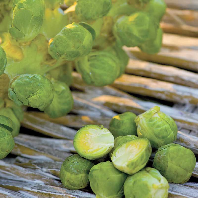Rosenkål 'Igor' F1, Organic