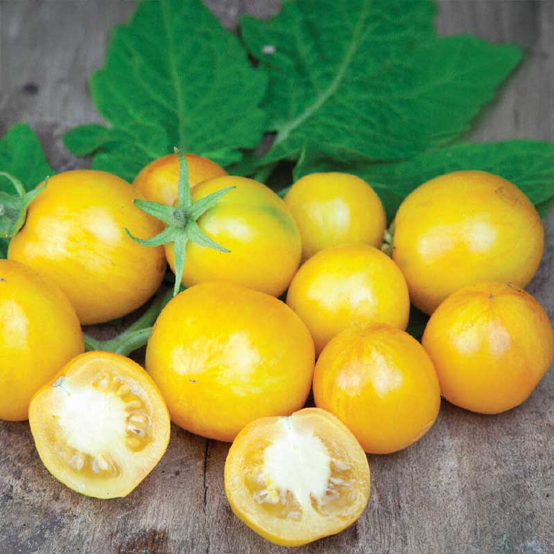 Kirsebærtomat 'Tigerette Cherry'