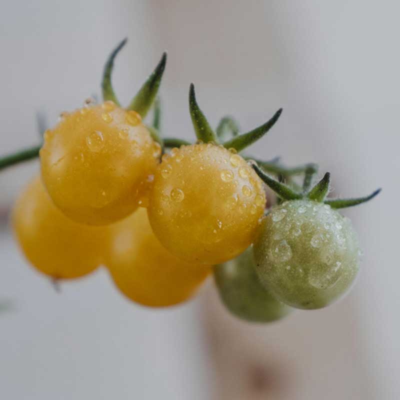 Tomat 'Golden Currant'