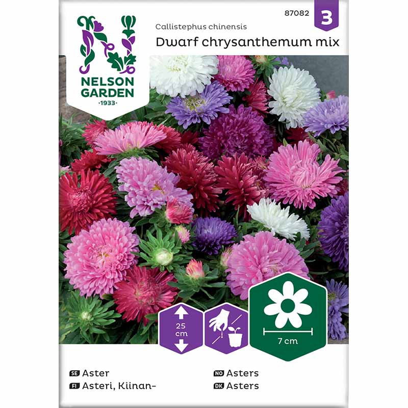 Dværgaster 'chrysanthemum mix'