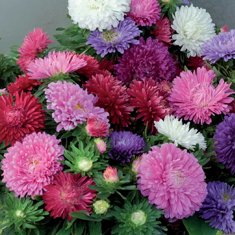 Dværgaster 'chrysanthemum mix'