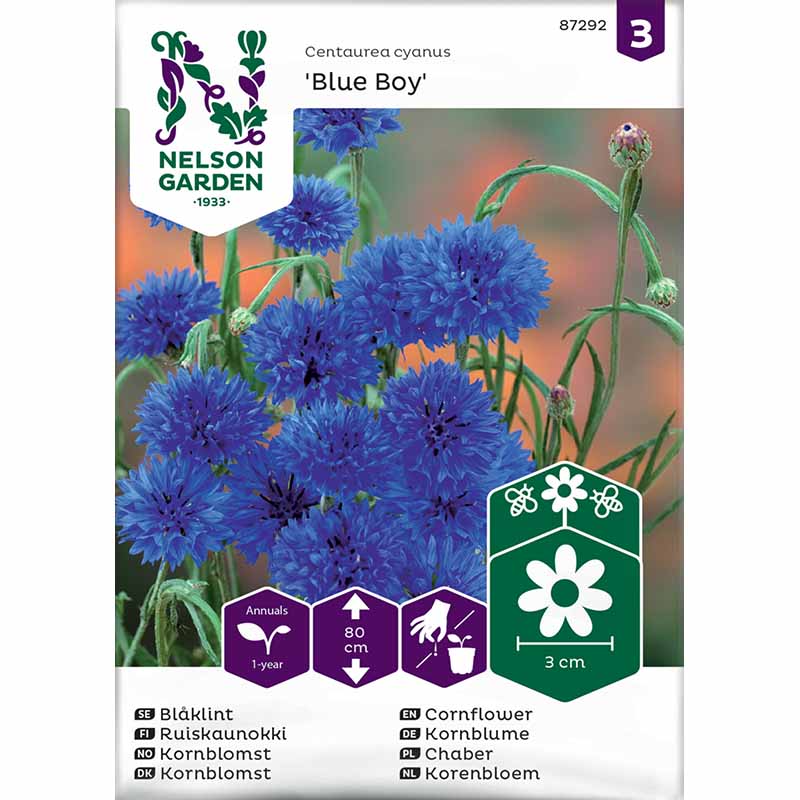 Kornblomst 'Blue Boy'