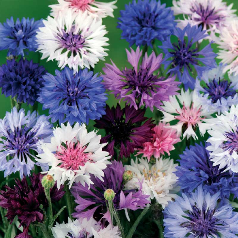 Kornblomst 'Polka Dot'