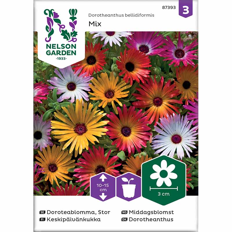 Mittagsblomst miks