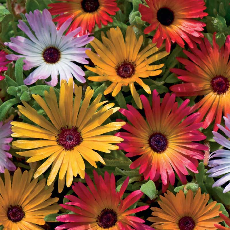 Mittagsblomst miks