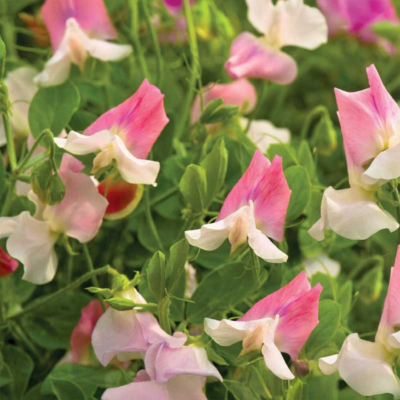 Ærteblomst 'Villa Roma' White & Rose