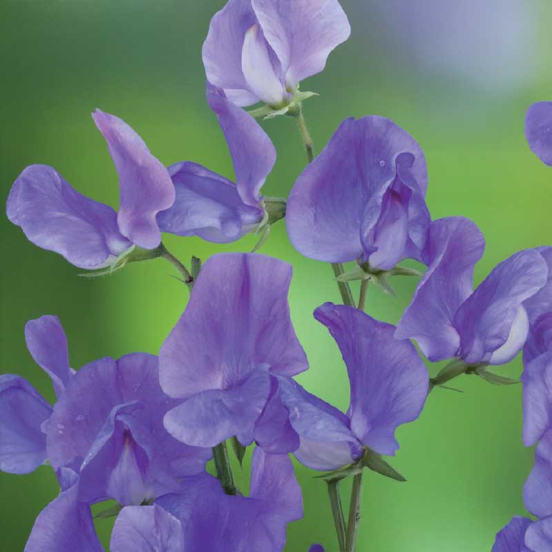 Ærteblomst 'Royal Blue'