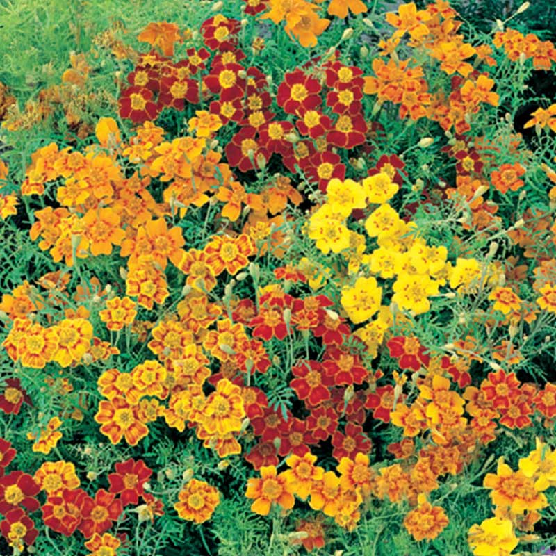 Dværgfløjlsblomst 'Starfire mixed'