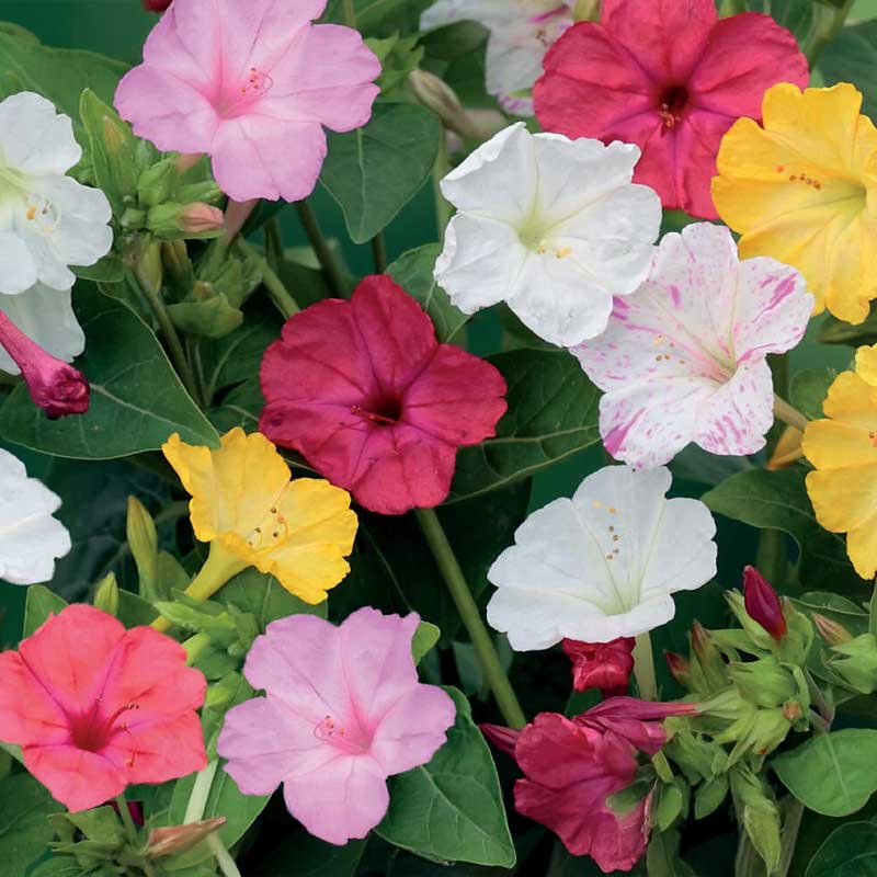 Underblomst miks