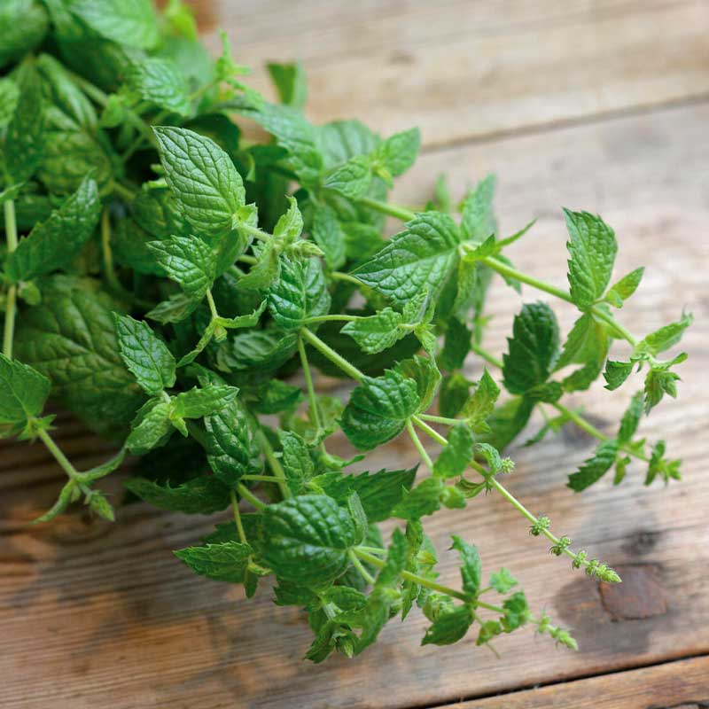 Pebermynte 'Multimentha'