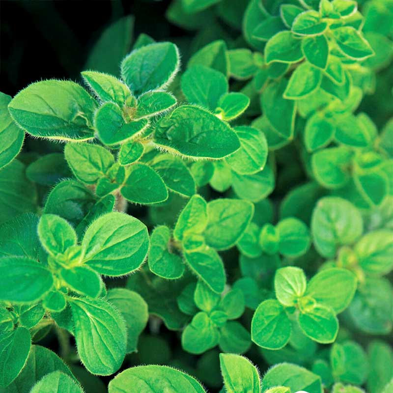 Græsk oregano Greek
