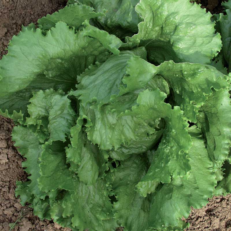 Isbergsalat 'Calmar'