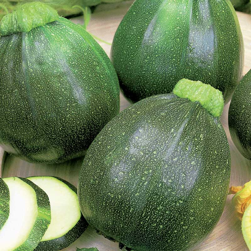 Squash / Sommersquash 'Eight Ball' F1