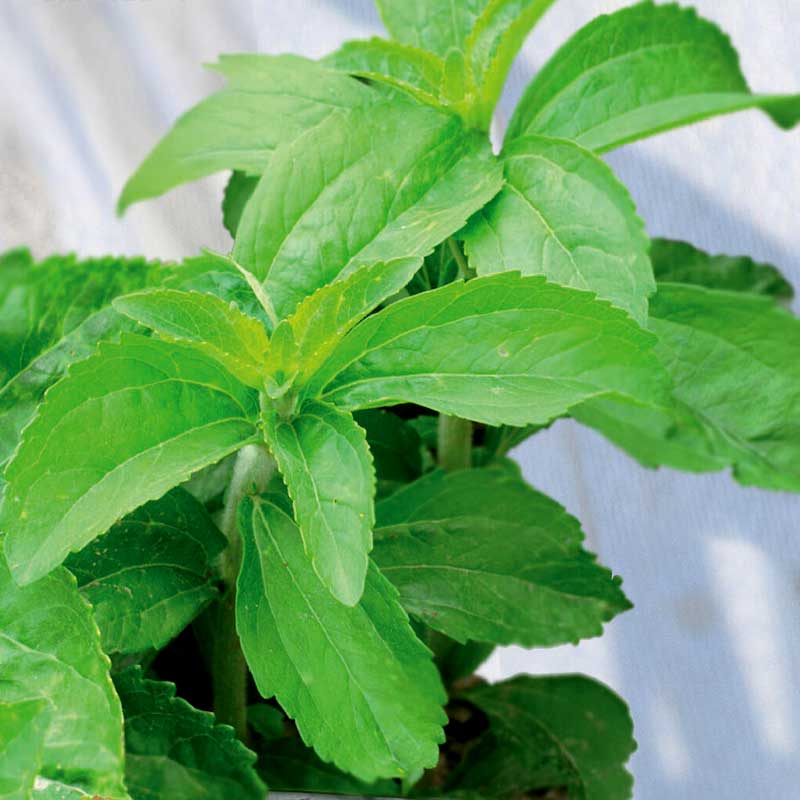 Sødurt / Stevia