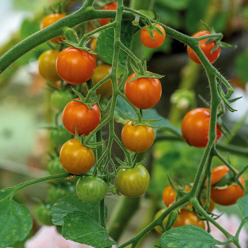 Tomat 'Golden Currant'