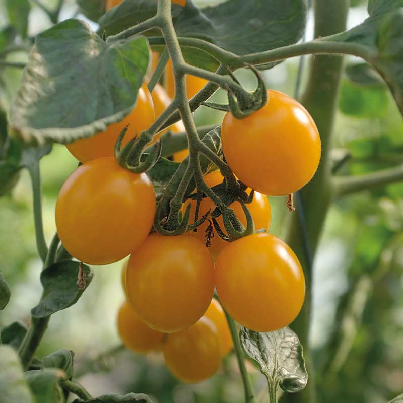 Tomat 'Golden Pearl' F1