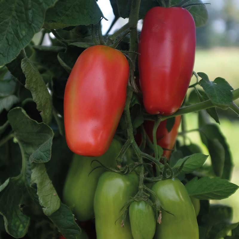 Tomat 'Agro' F1