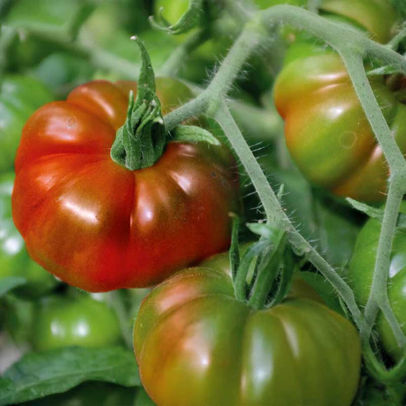 Tomat 'Marmande'