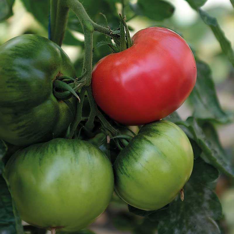 Tomat 'Rose Crush' F1