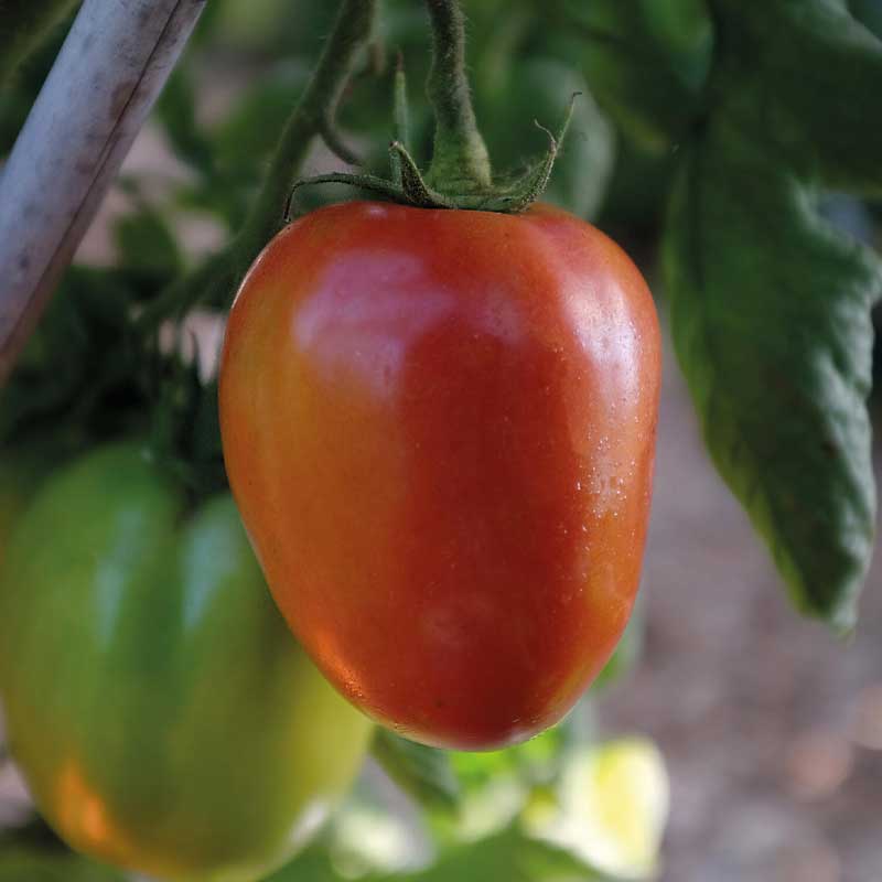 Tomat 'Big Mama' F1