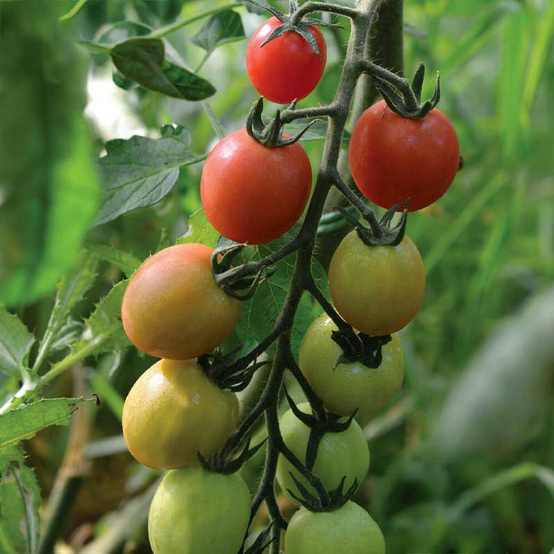 Høj tomat 'Sunpeach' F1