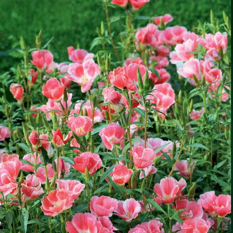 Atlasblomst 'Sybil Sherwood'