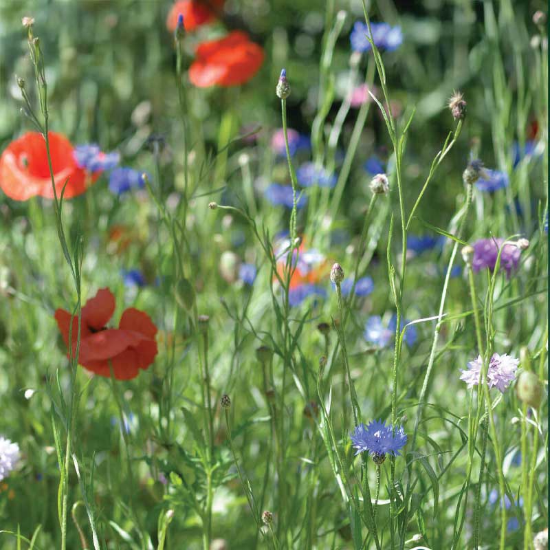 Engblomst Frømix