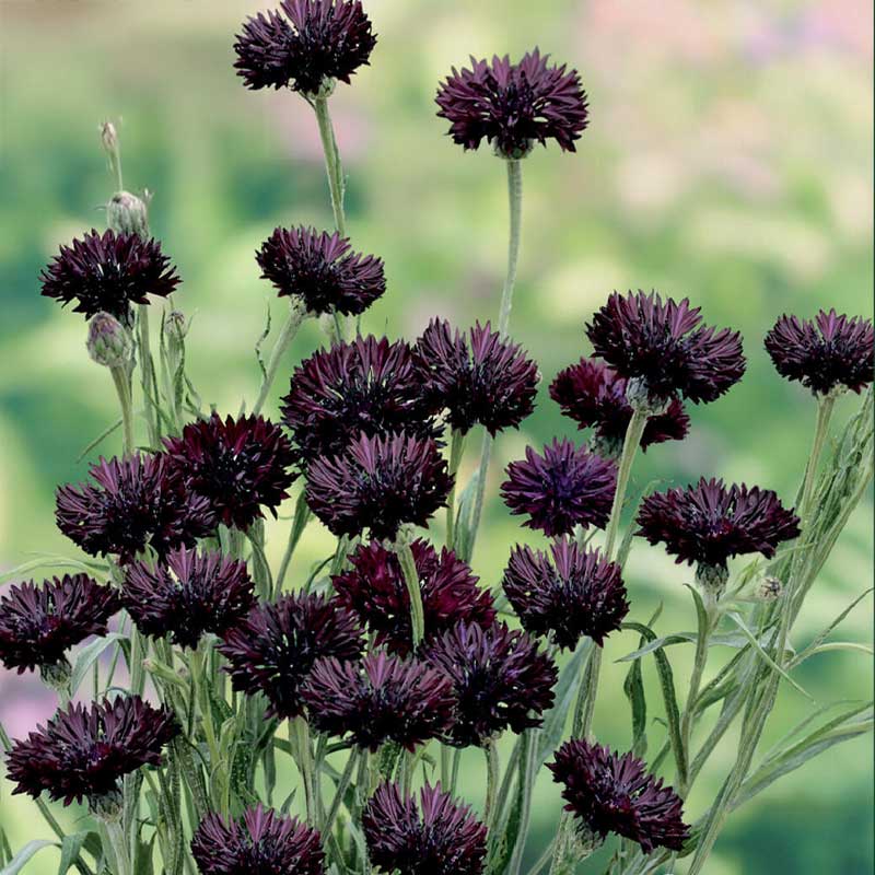 Kornblomst 'Black Boy'