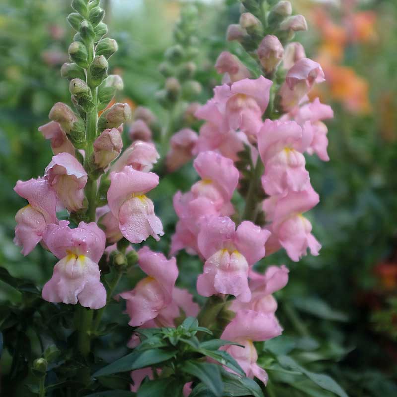 Løvemund 'Opus Pink' F1