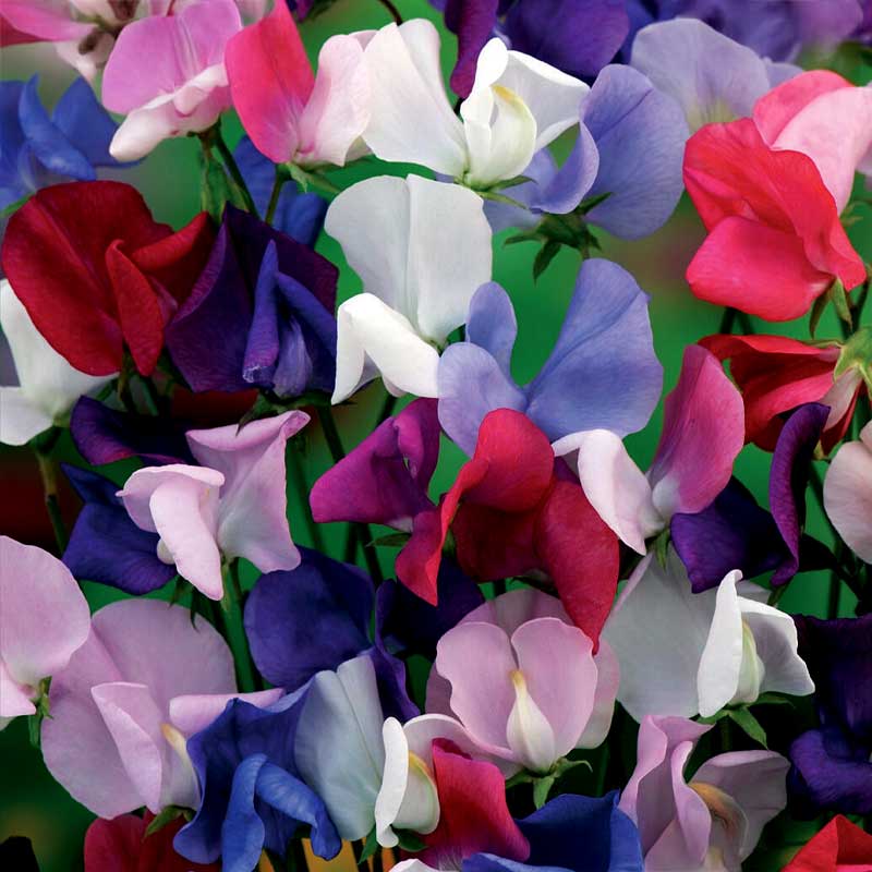 Ærteblomst 'Bijou Mix'